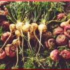 MACA – A Promising PCOS Supplement