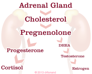 hormone-flow-from-adrenal-gland